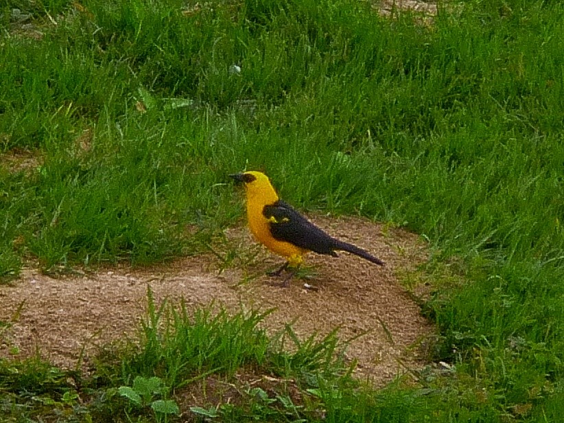 Oriole Blackbird - ML646771868