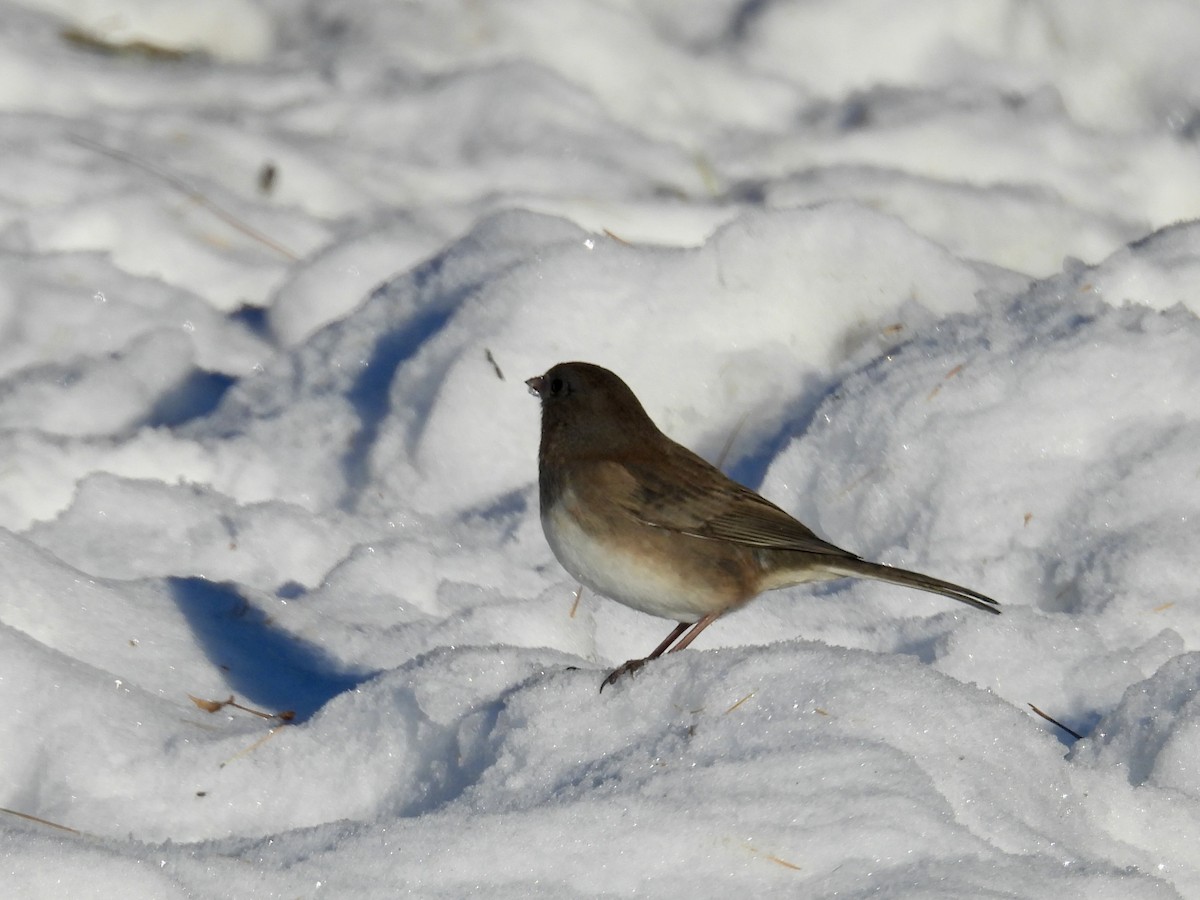 Dark-eyed Junco (Oregon) - ML646771875