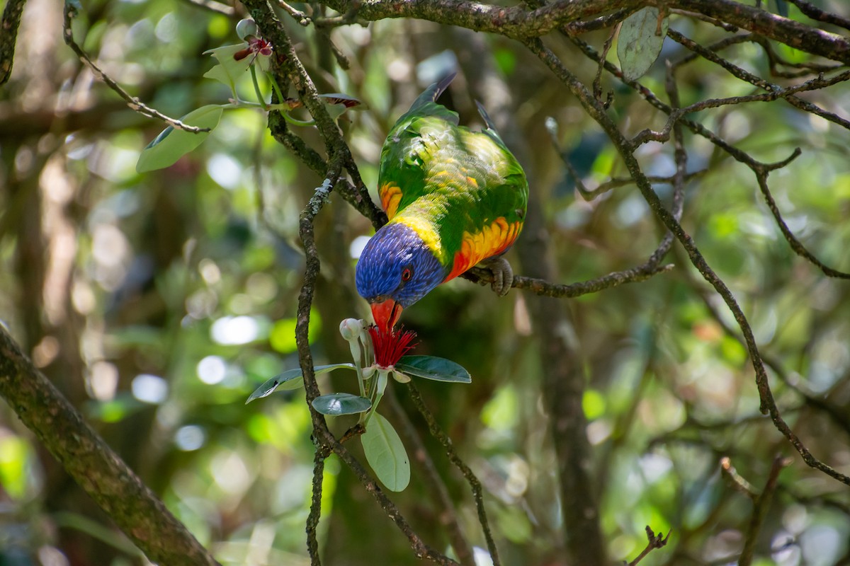 Rainbow Lorikeet - ML646771877
