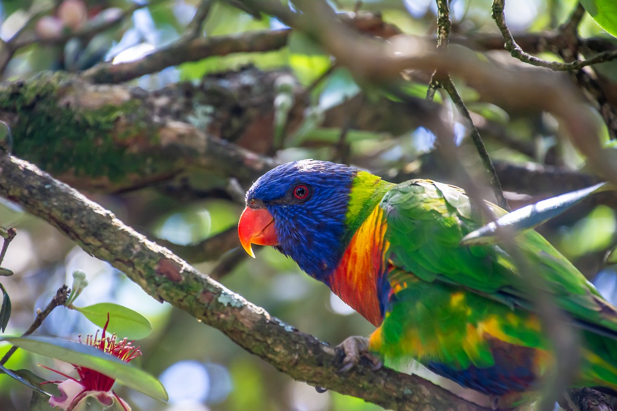 Rainbow Lorikeet - ML646771878