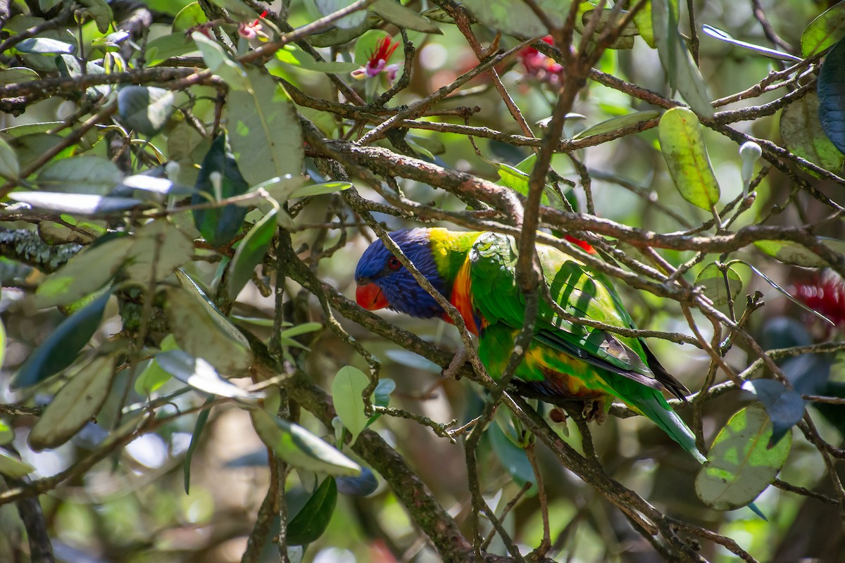 Rainbow Lorikeet - ML646771879