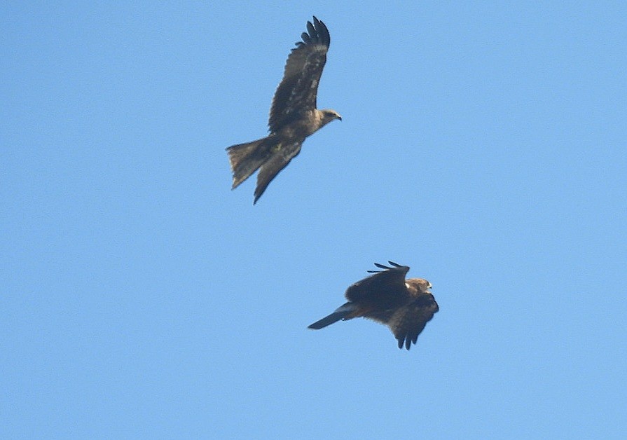 Küçük Kartal - ML646771881