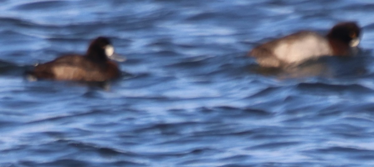 Fuligule milouinan - ML646771882