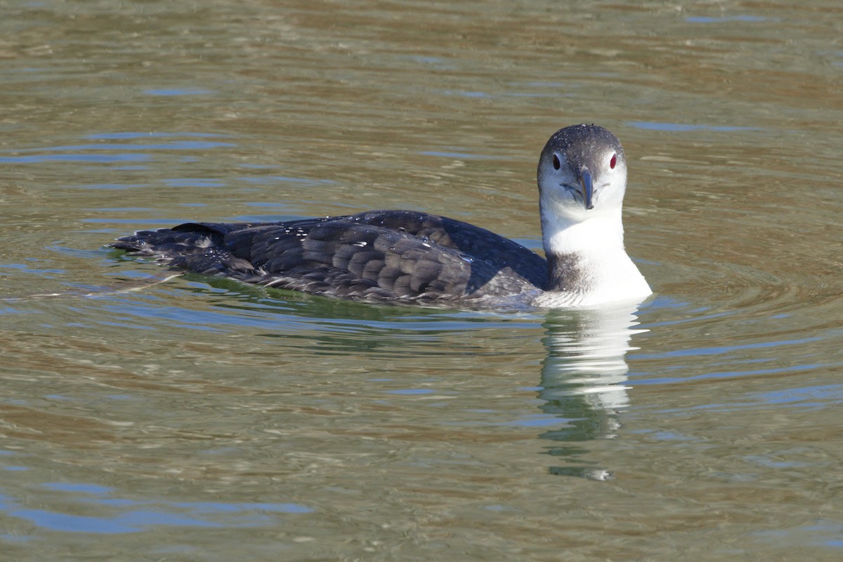 Common Loon - ML646771884