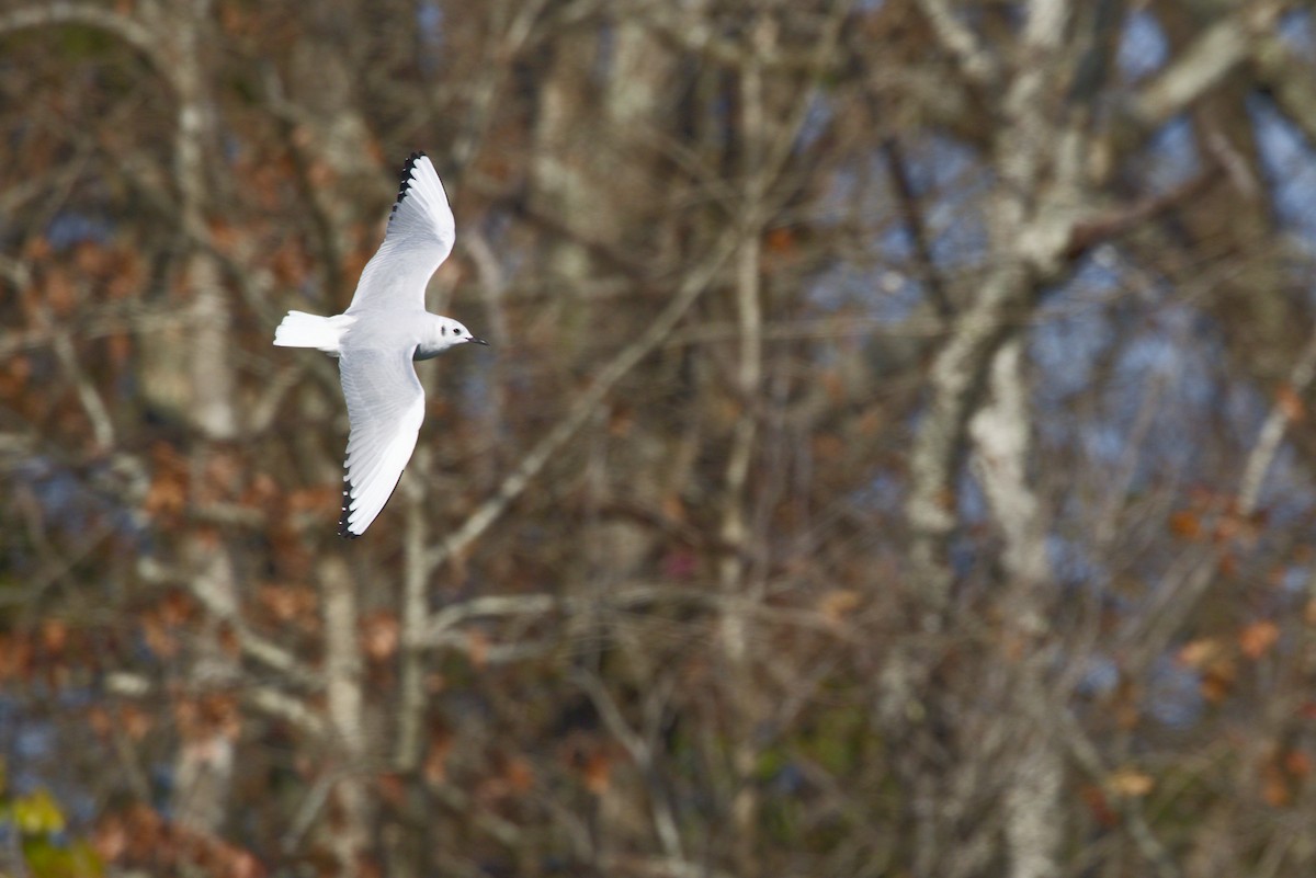 Bonaparte's Gull - ML646771889