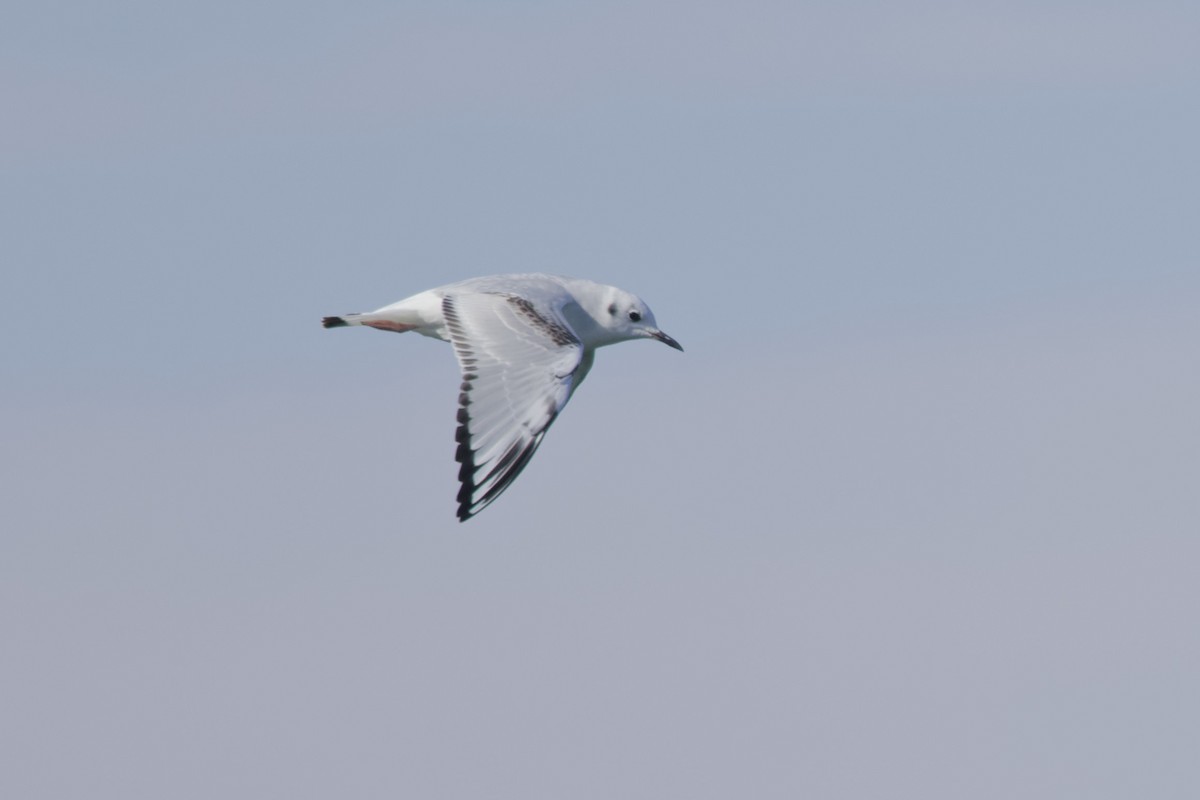 Bonaparte's Gull - ML646771890