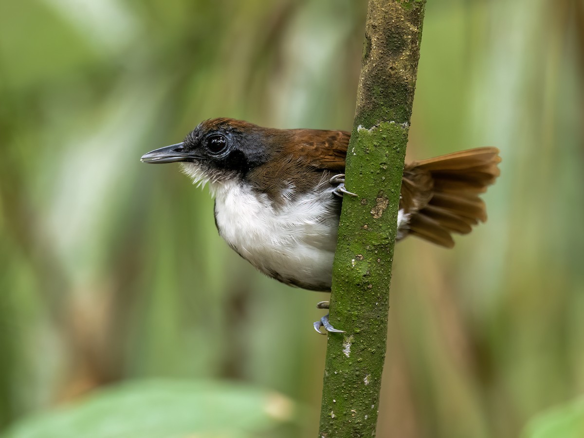 Bicolored Antbird - ML646771892
