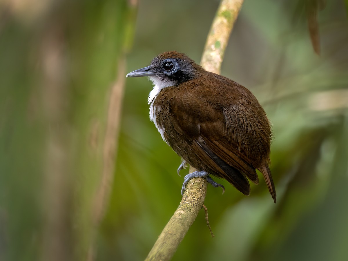 Bicolored Antbird - ML646771893