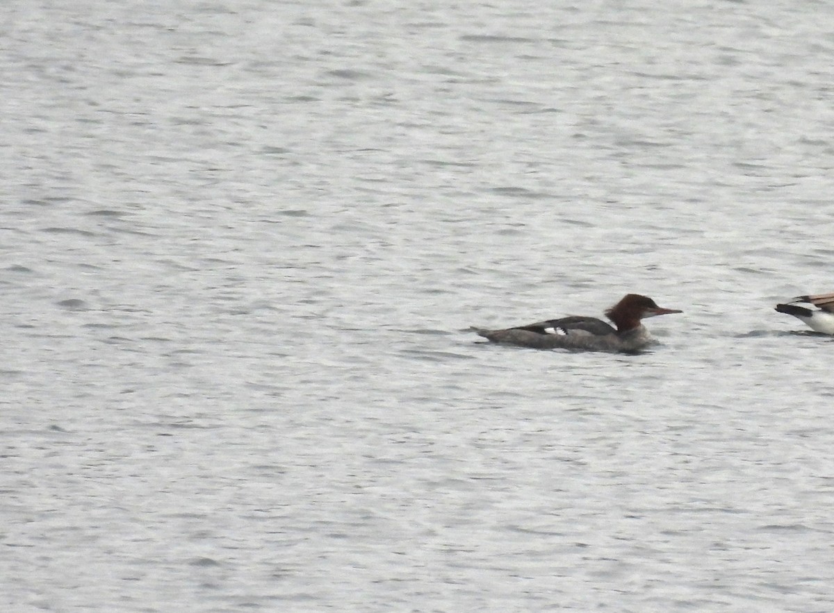 Serreta Grande - ML646771894