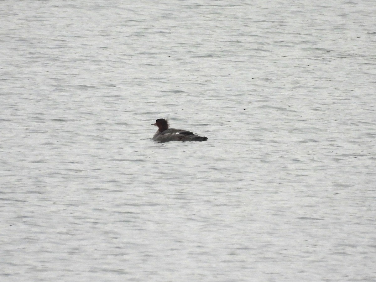 Serreta Grande - ML646771896