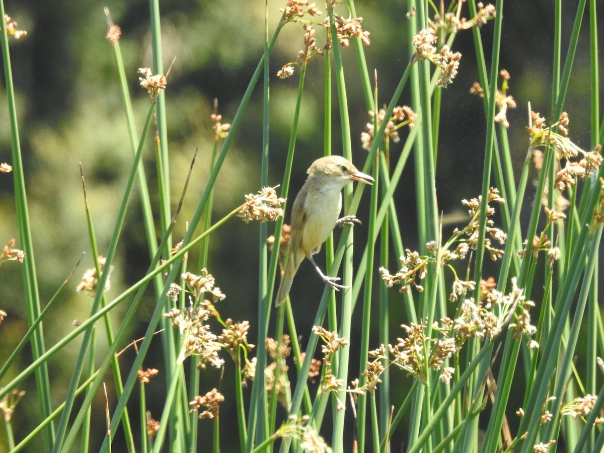 Australian Reed Warbler - ML646771897