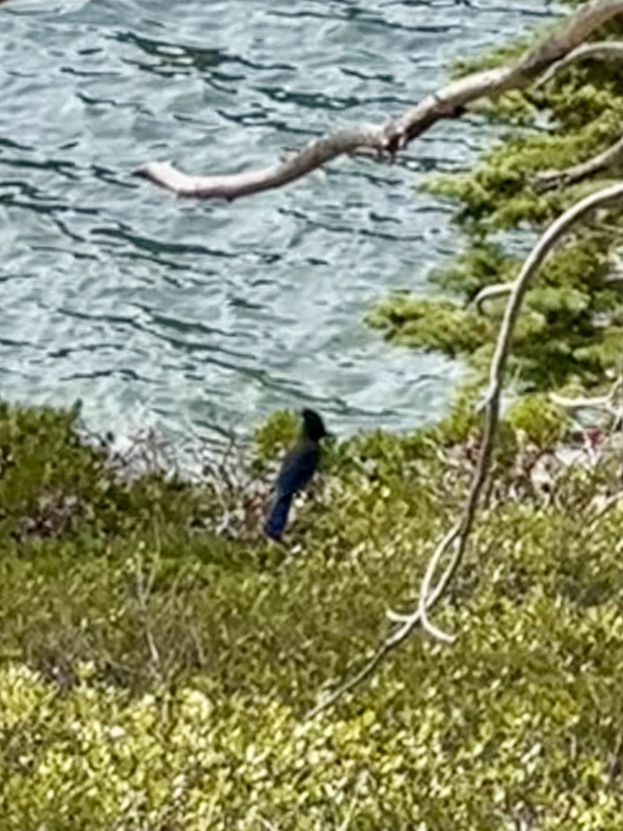 Steller's Jay - ML646771899