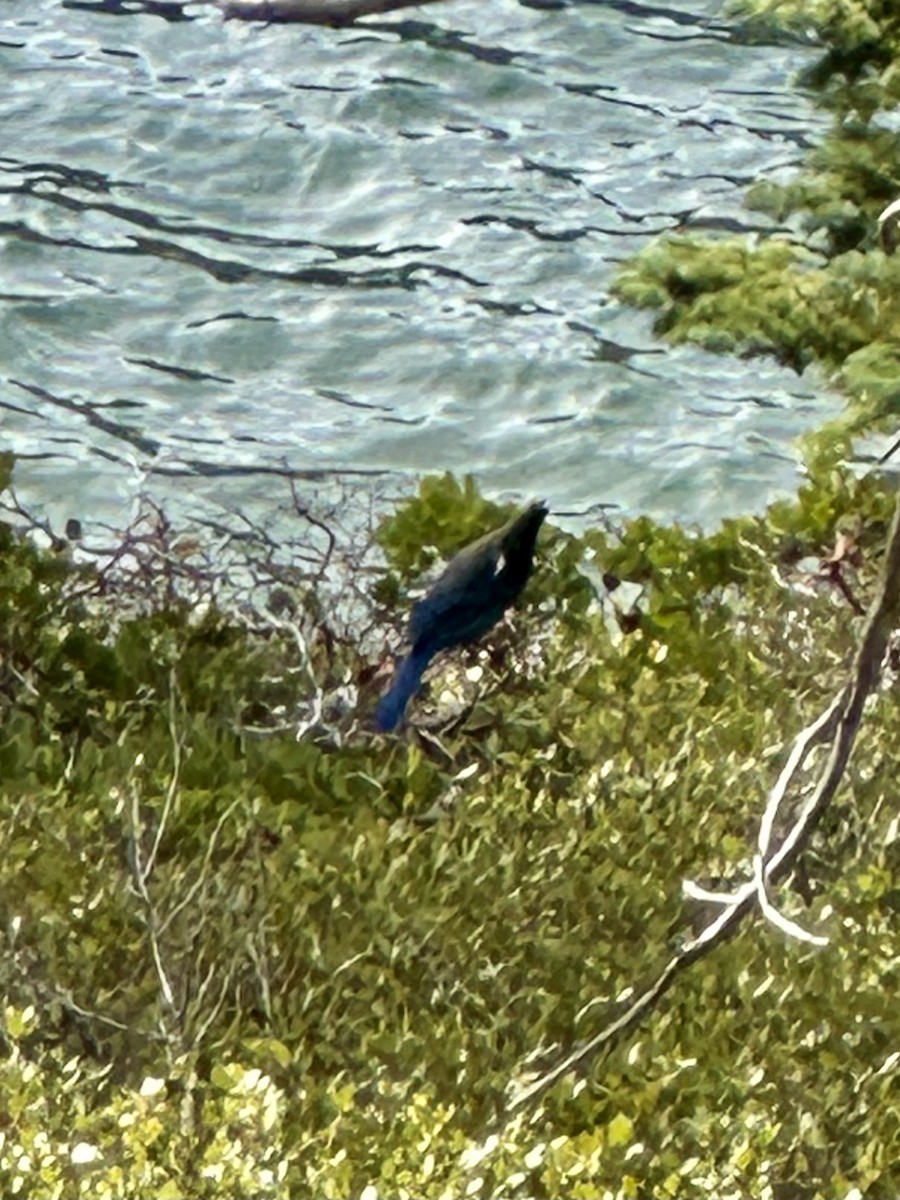 Steller's Jay - ML646771900