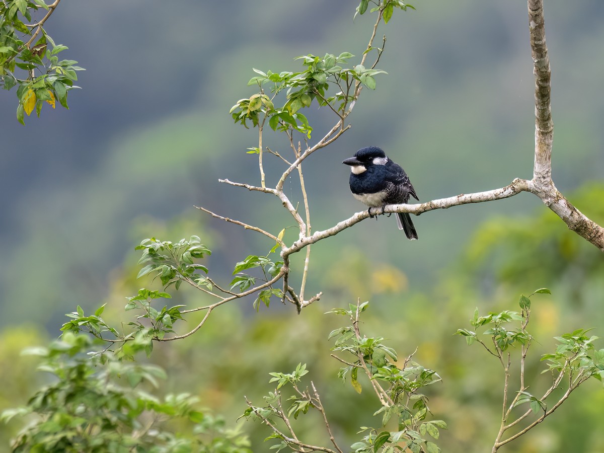 Black-breasted Puffbird - ML646771902