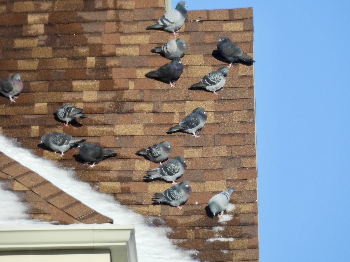 יונת בית - ML646771903