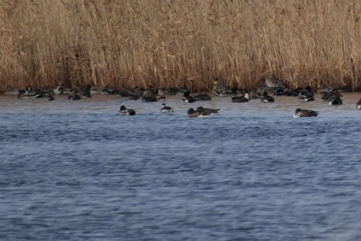 Horned Grebe - ML646771904