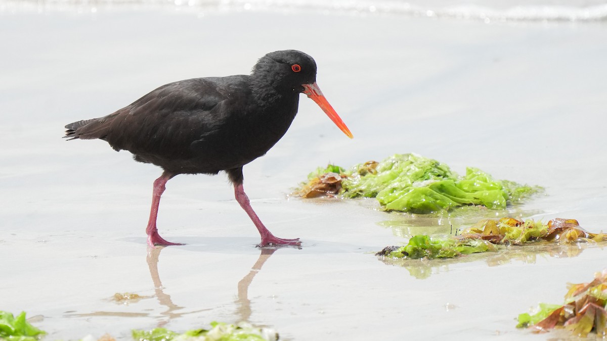 todrakttjeld - ML646771905