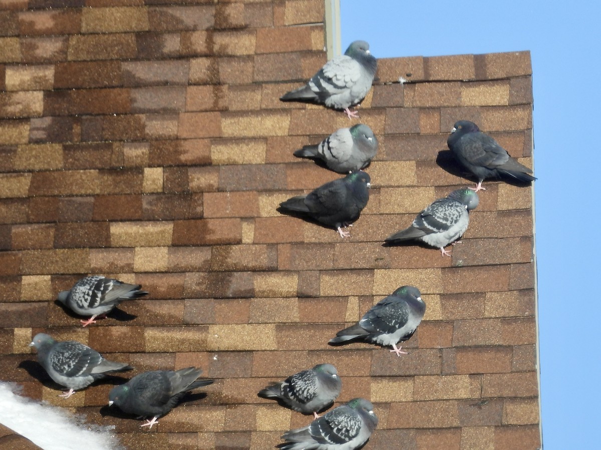 יונת בית - ML646771906