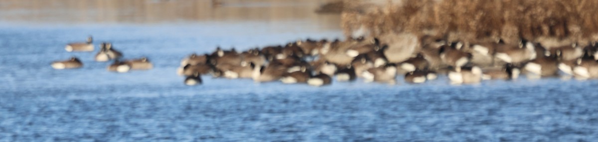 Barnacla Canadiense Grande - ML646771907