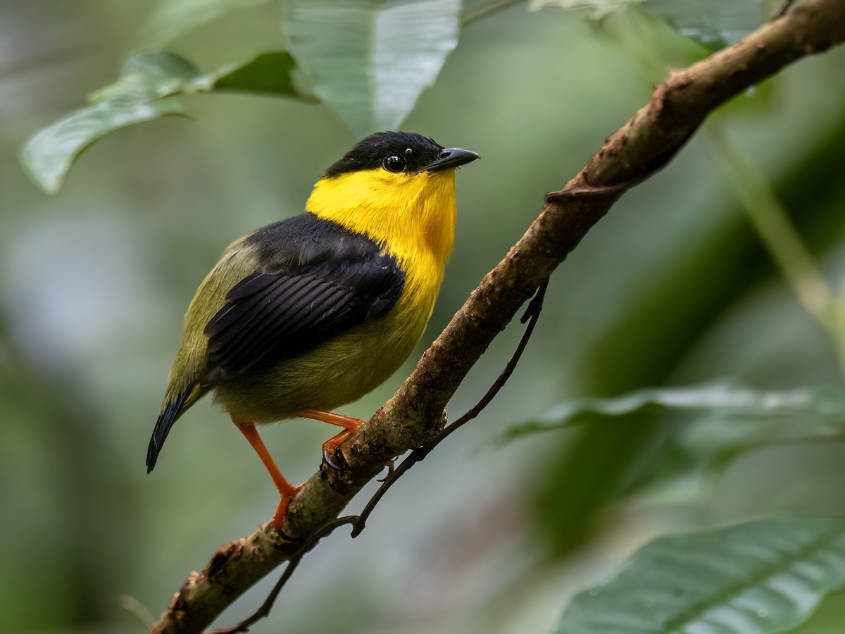 Golden-collared Manakin - ML646771910