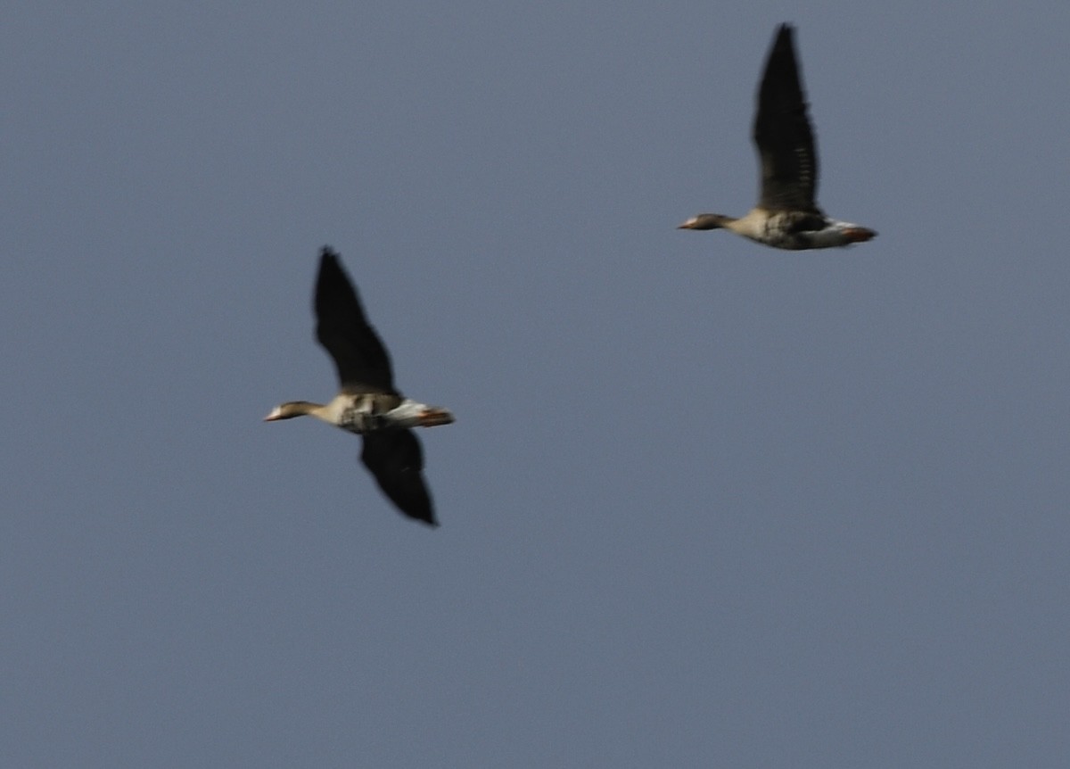 Greater White-fronted Goose - ML646771911
