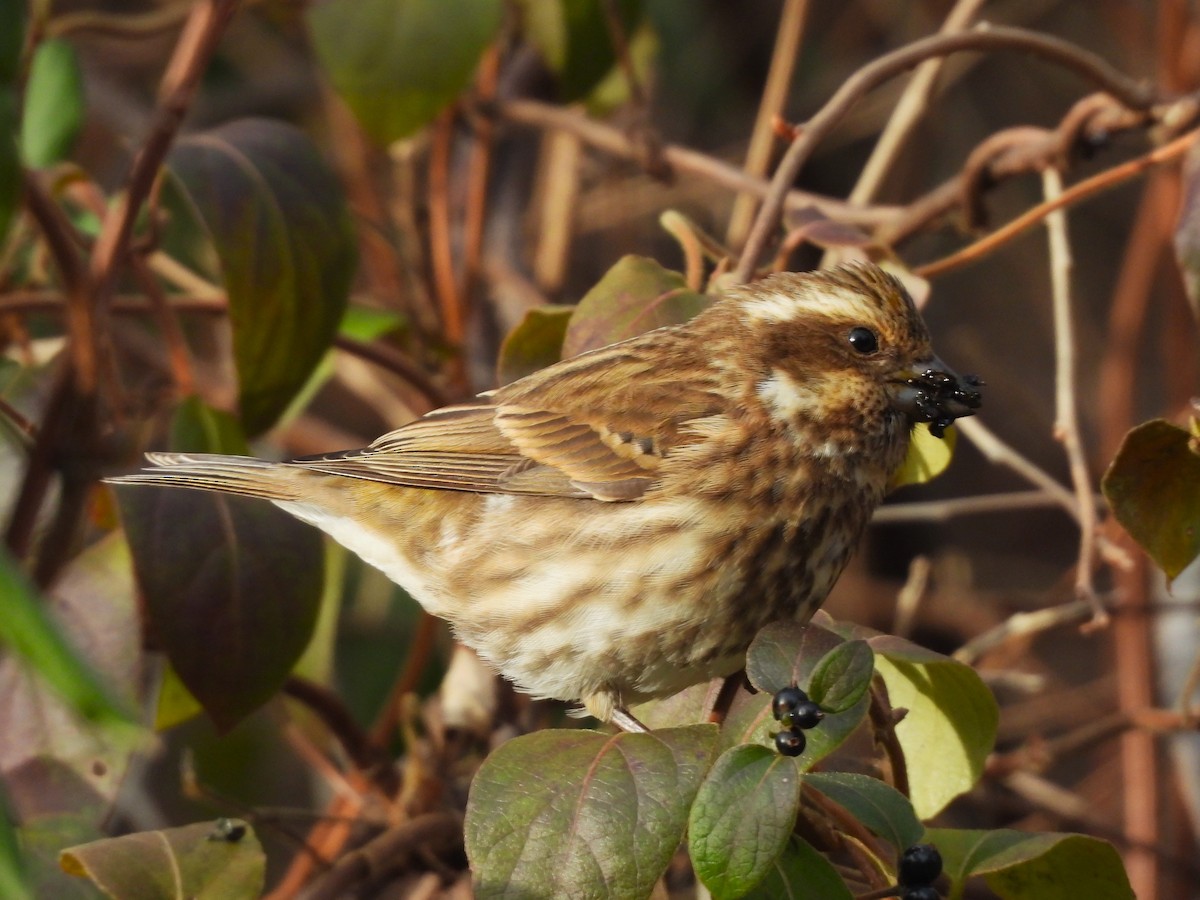 Purple Finch - ML646771912