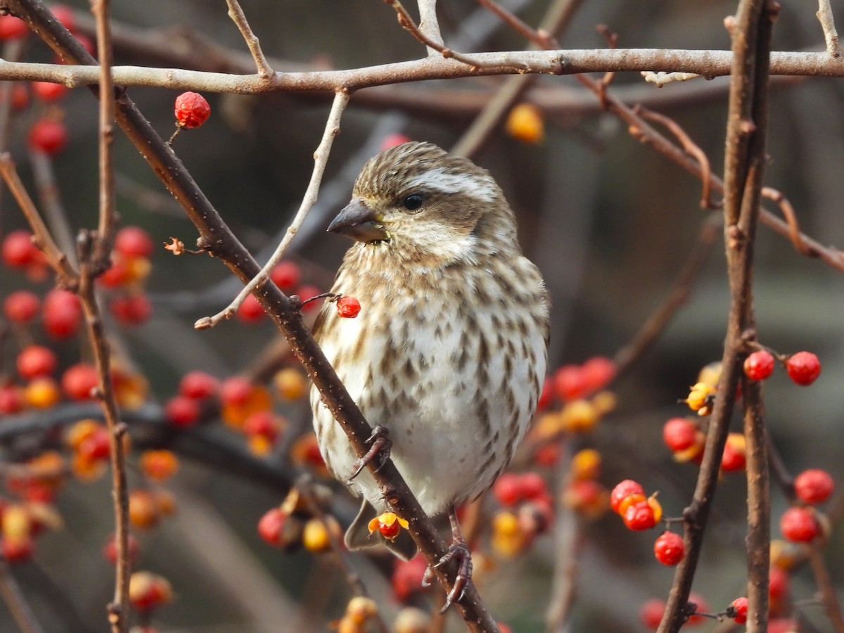 Purple Finch - ML646771913