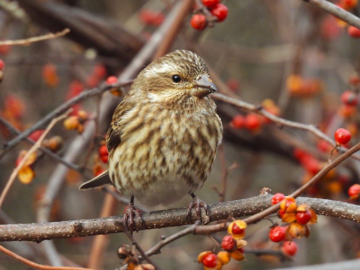 Purple Finch - ML646771914