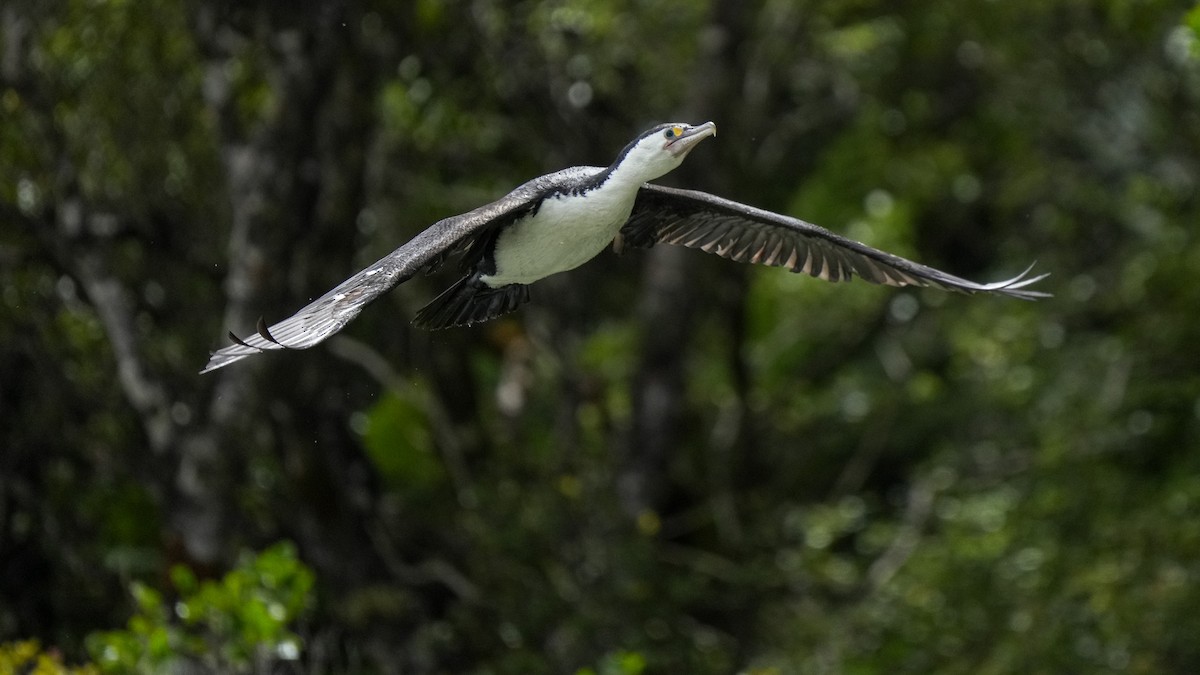 australskarv - ML646771915