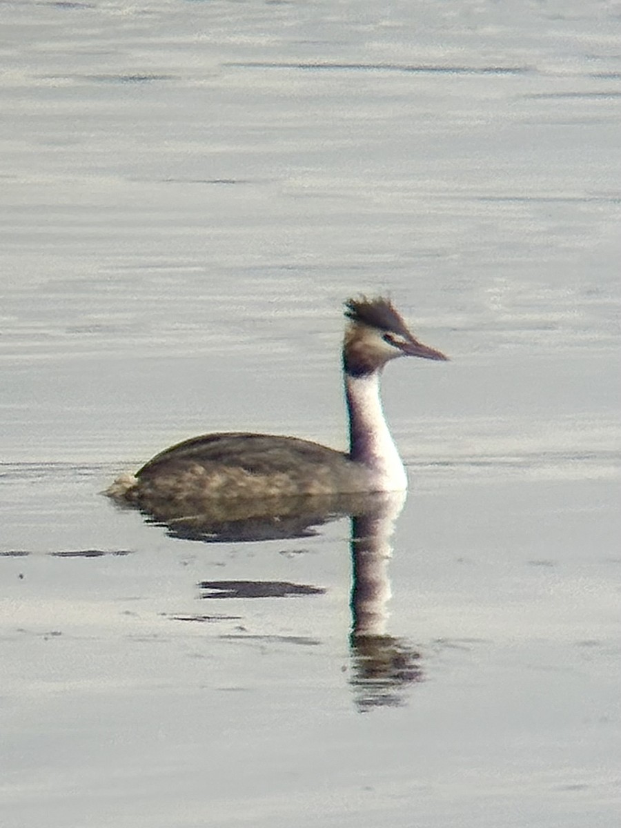 Чомга - ML646771916