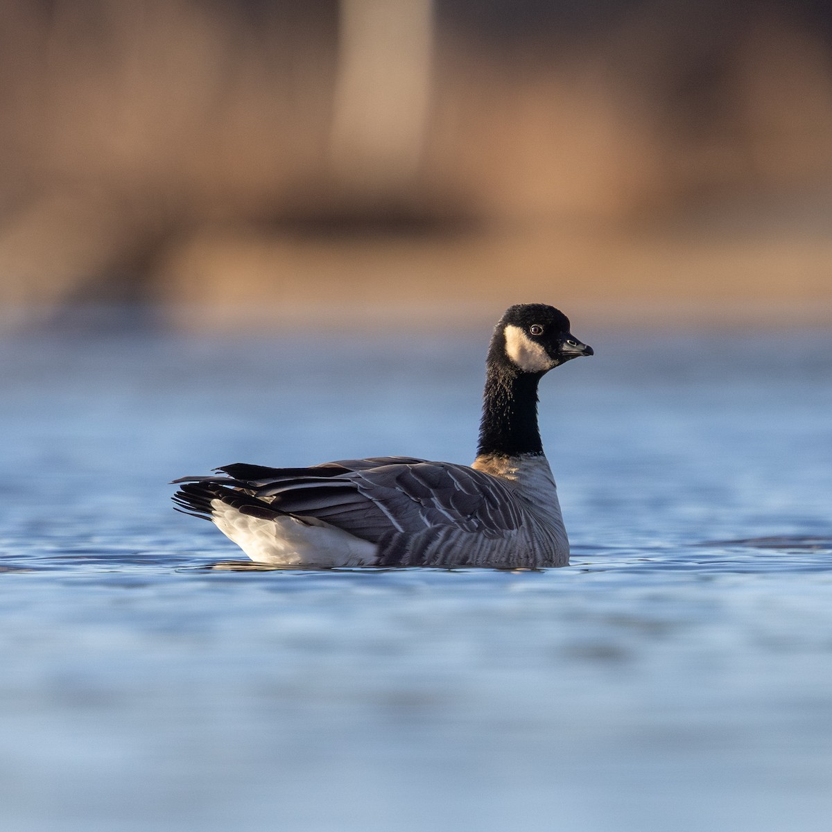 Zwergkanadagans - ML646771918