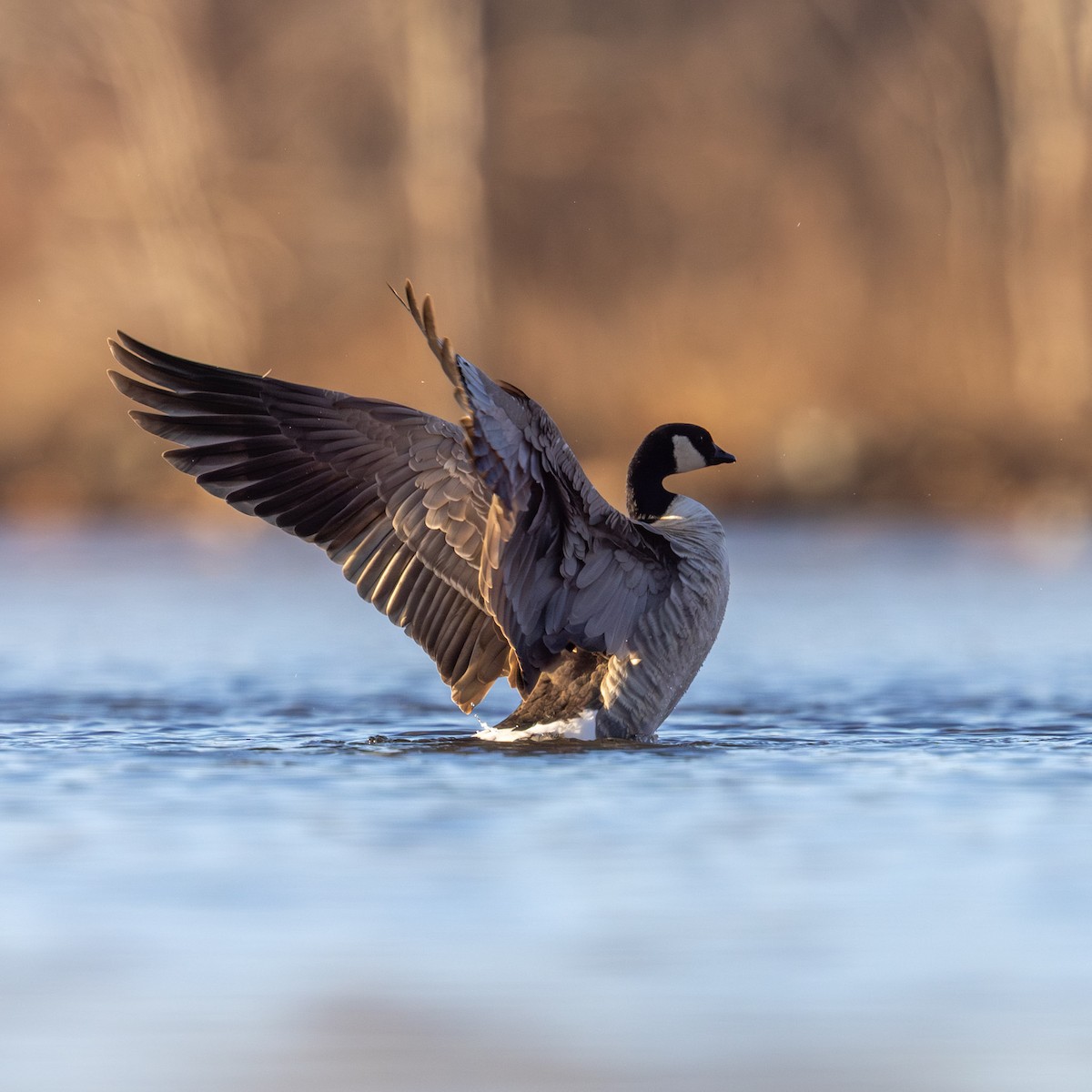 Zwergkanadagans - ML646771919