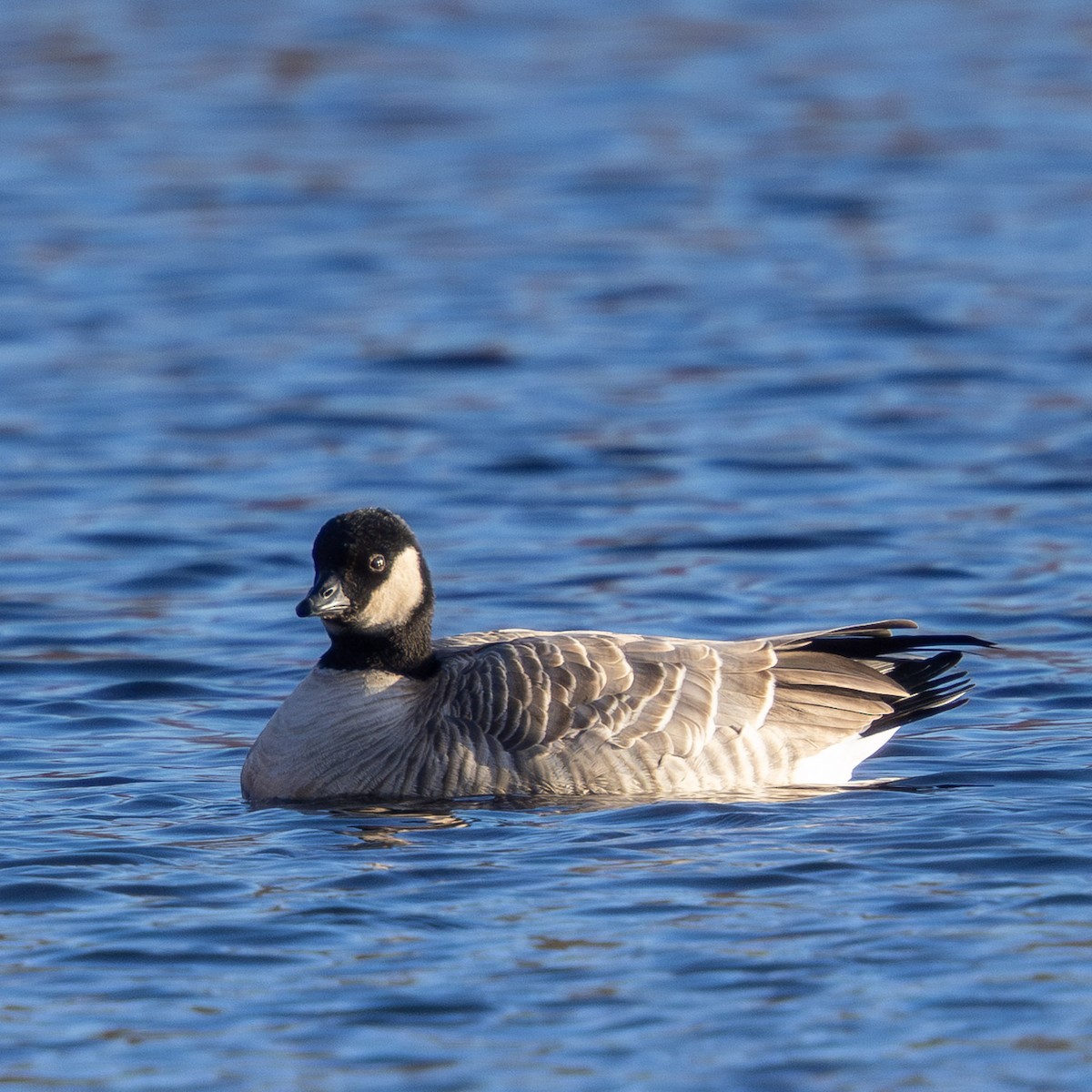 Zwergkanadagans - ML646771920