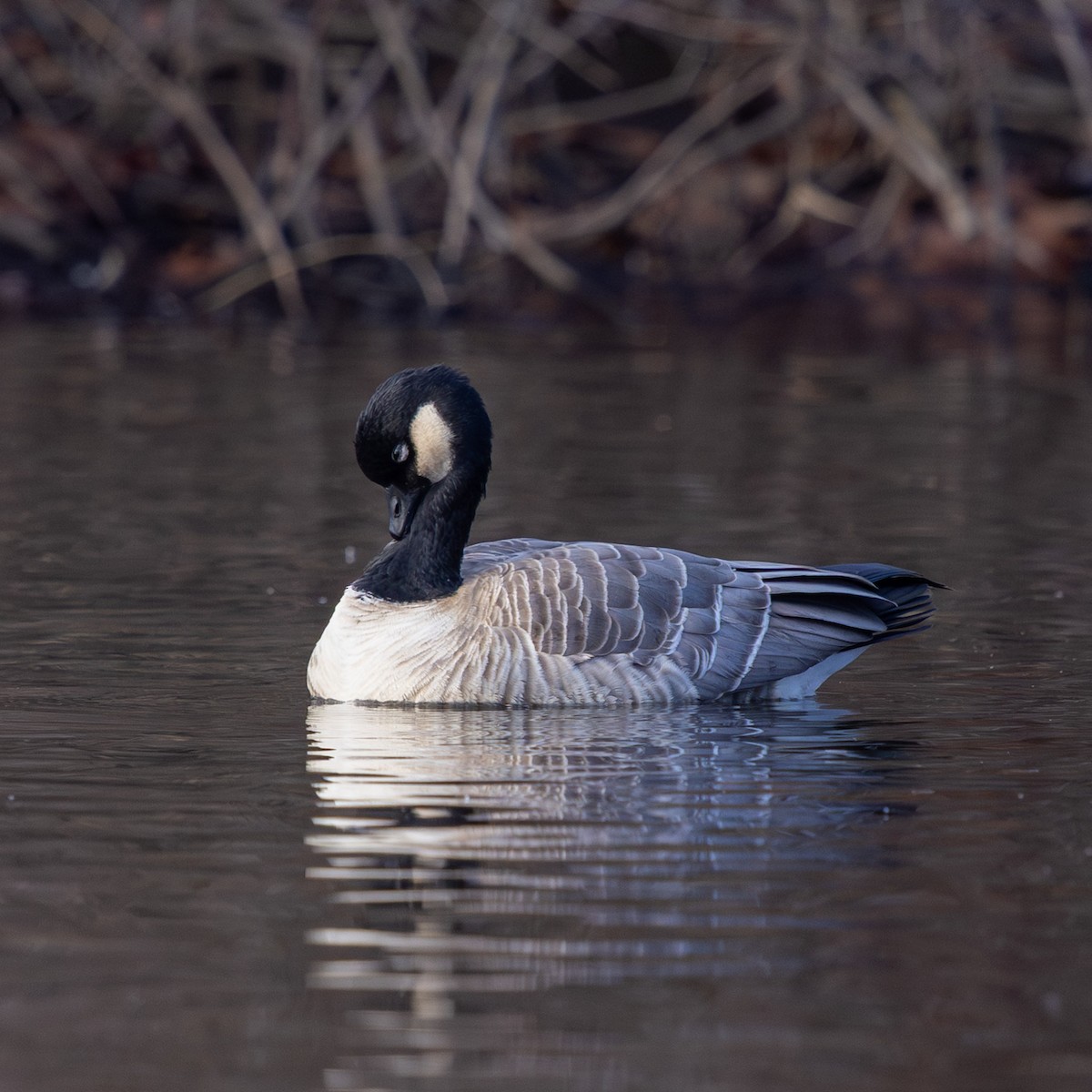 Zwergkanadagans - ML646771921