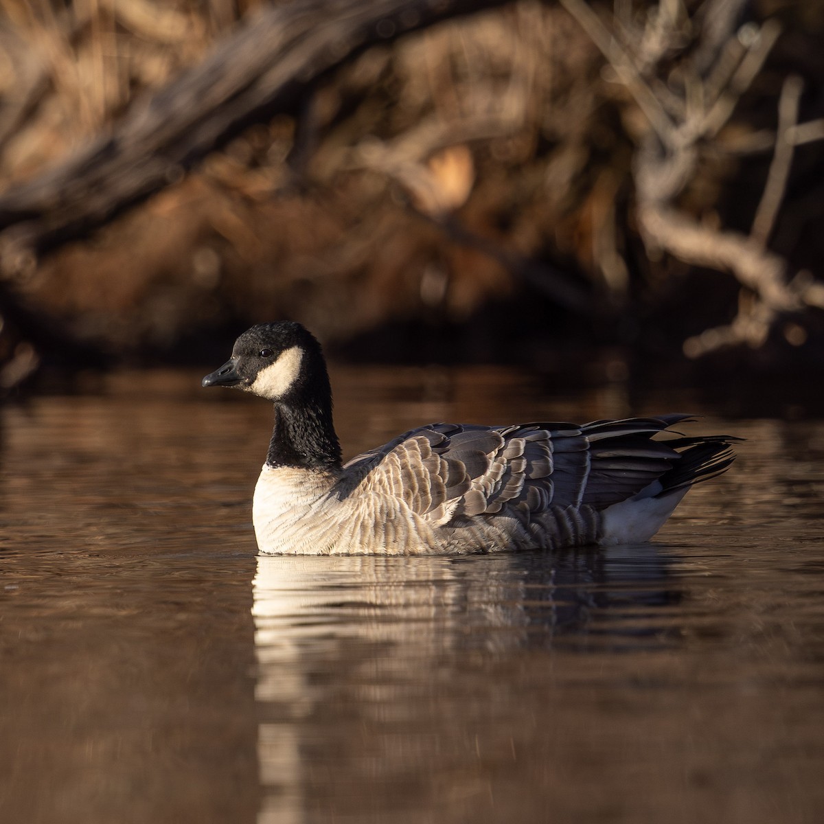 Zwergkanadagans - ML646771922