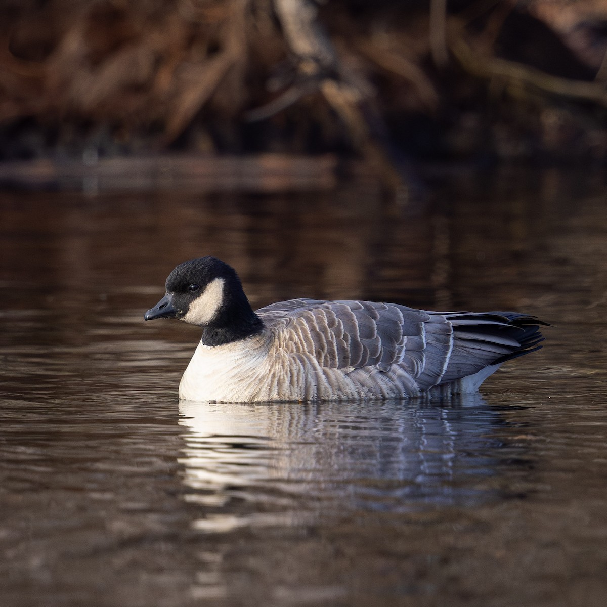 Zwergkanadagans - ML646771923