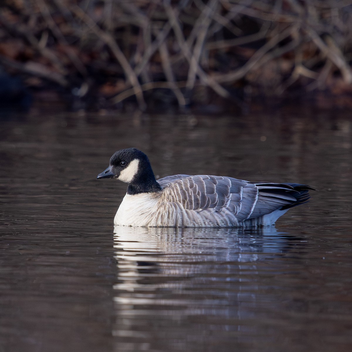 Zwergkanadagans - ML646771924