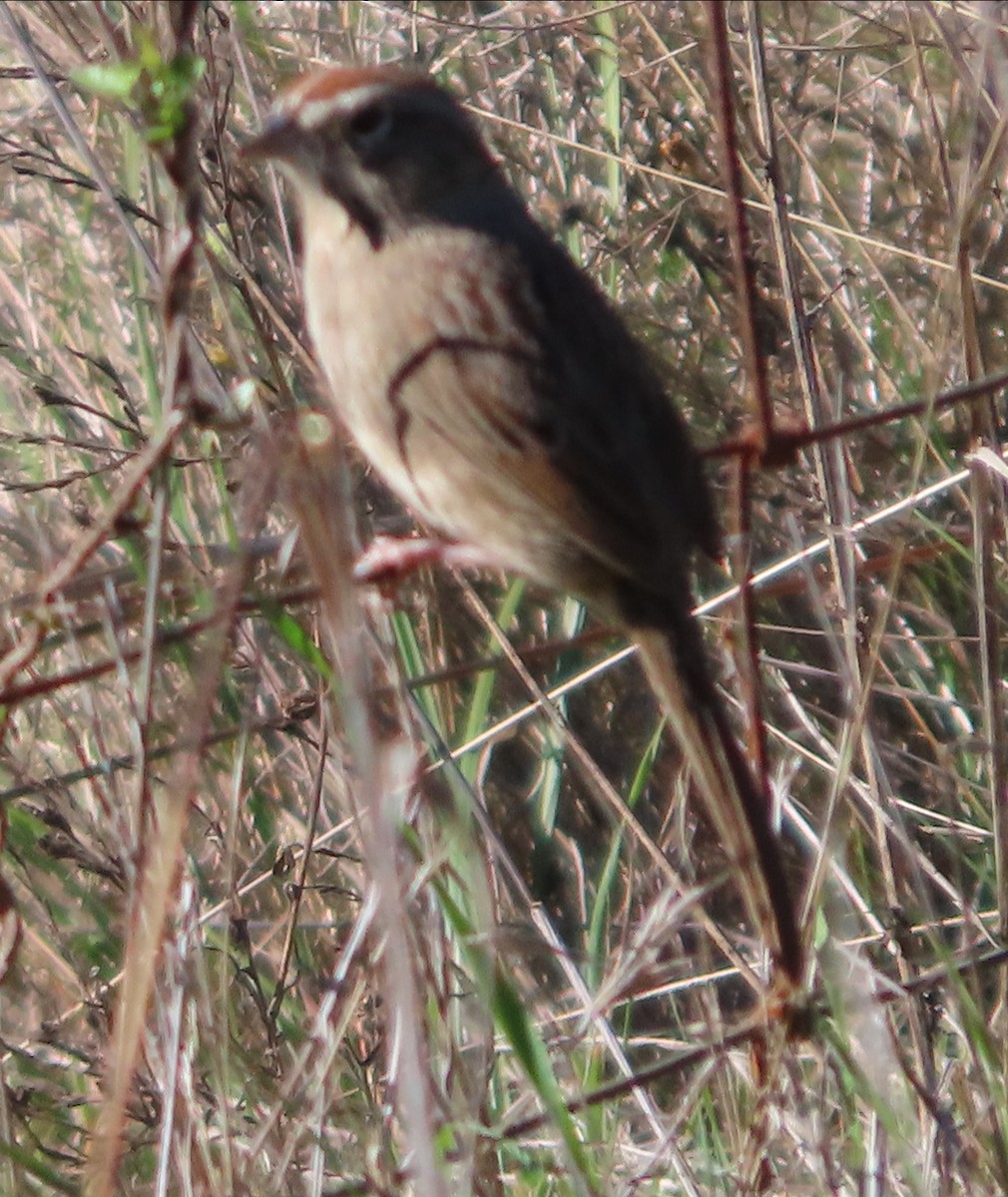 Rufous-crowned Sparrow - ML646771925