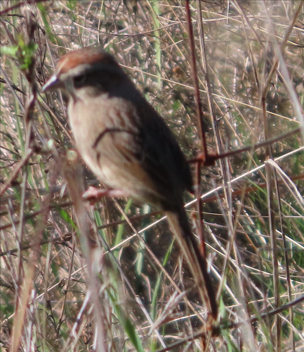 Rufous-crowned Sparrow - ML646771926