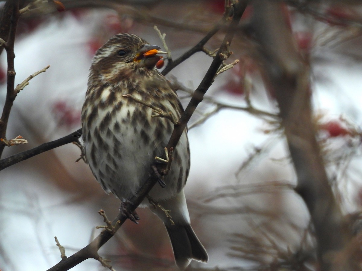 Purple Finch - ML646771927