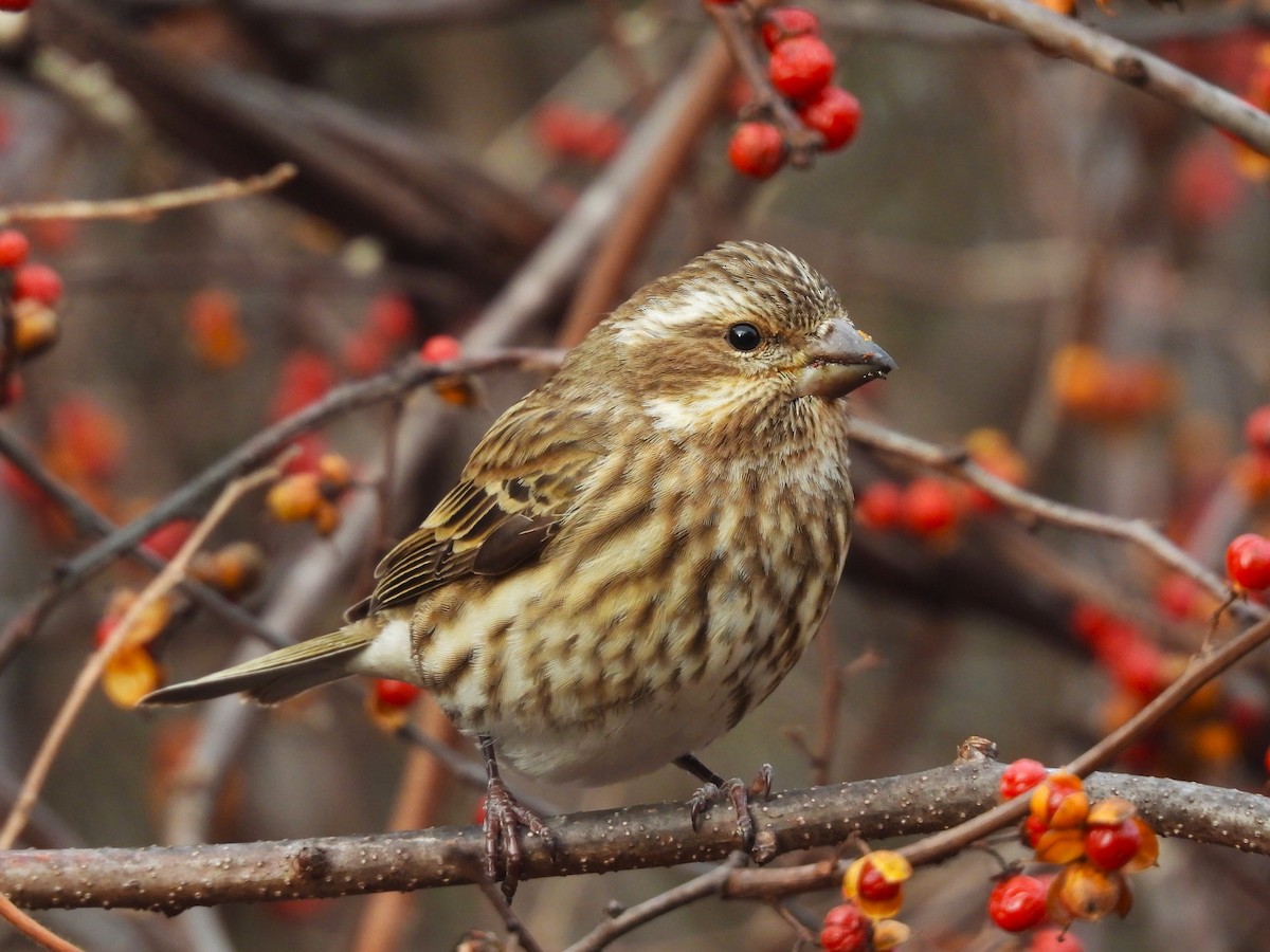 Amerika Çütresi - ML646771928