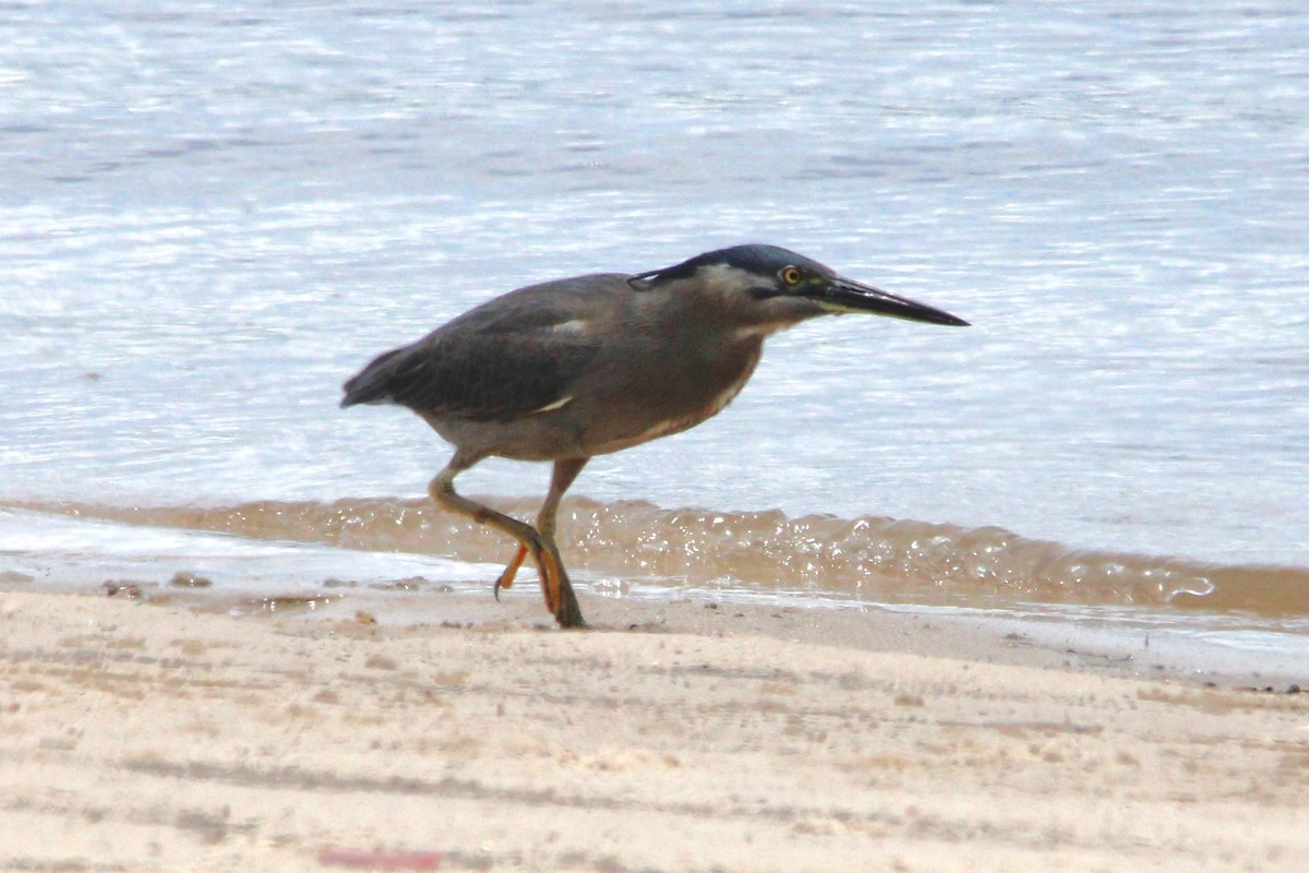 Yeşil Sırtlı Balıkçıl - ML646771935