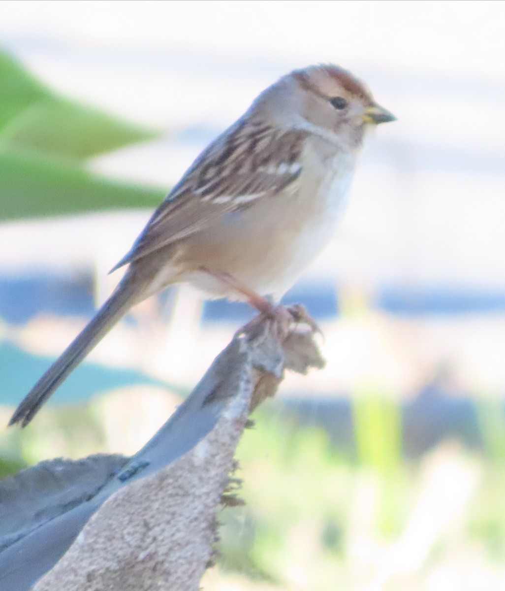 Porsuk Serçesi - ML646771936