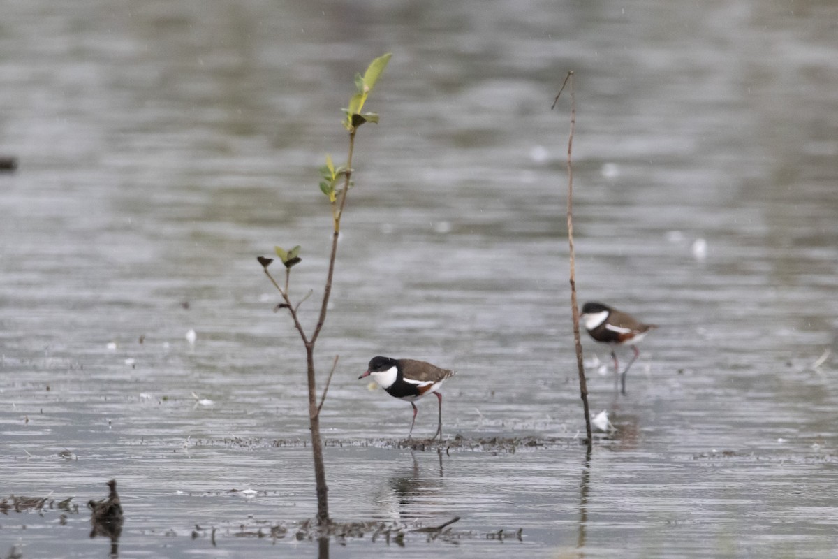 Kara Kuşaklı Cılıbıt - ML646771937