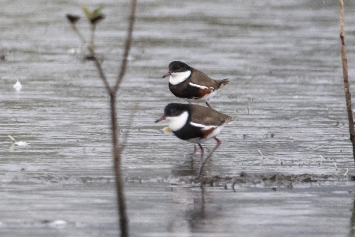 Kara Kuşaklı Cılıbıt - ML646771938