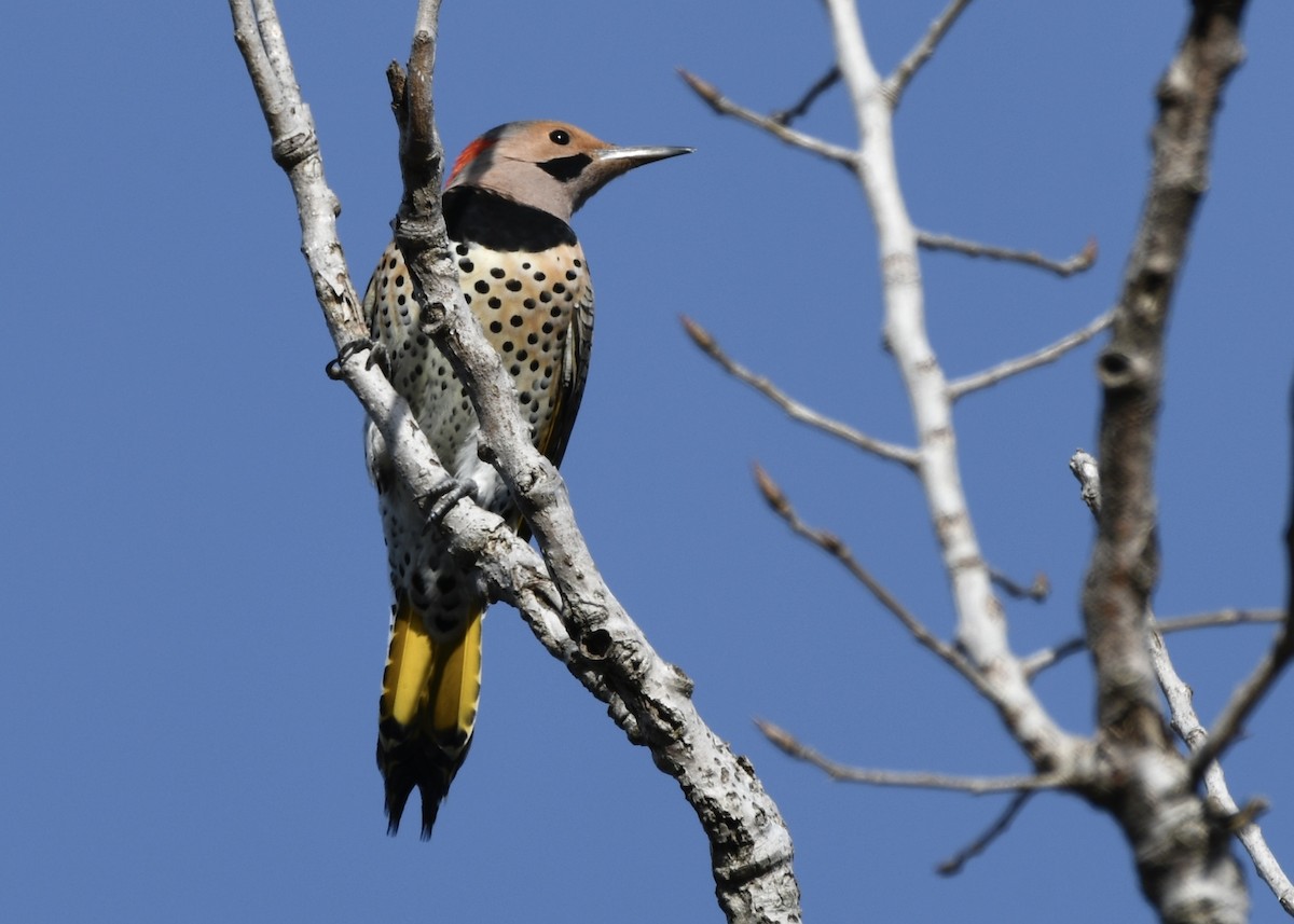 Altın Ağaçkakan - ML646771941