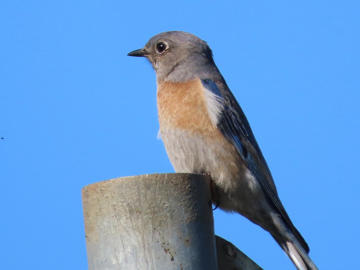 Batılı Mavi Ardıç - ML646771942