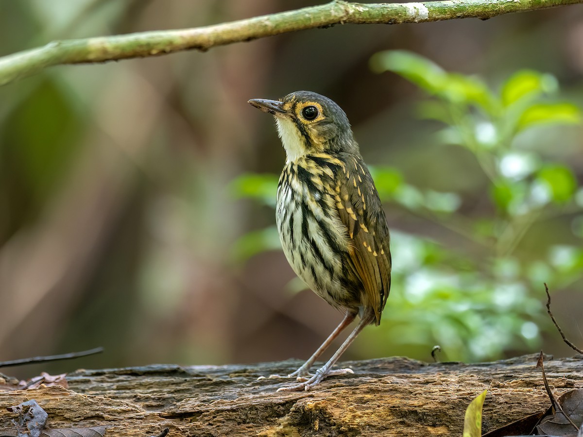 Gözlüklü Yerçavuşu - ML646771943