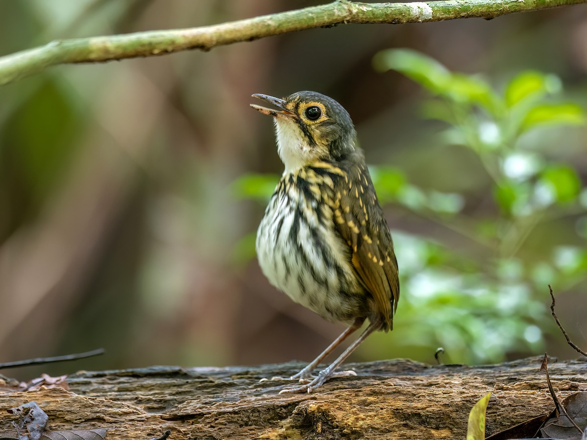 Gözlüklü Yerçavuşu - ML646771944