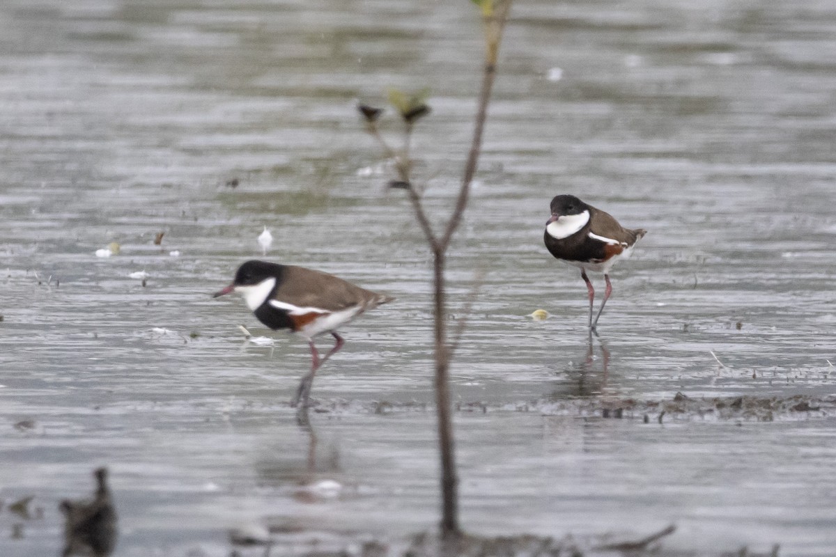 Kara Kuşaklı Cılıbıt - ML646771945